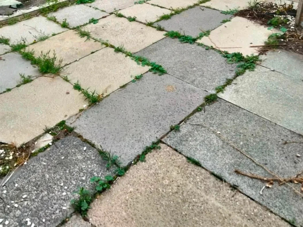 Old cracked concrete flags with weeds growing through every joint
